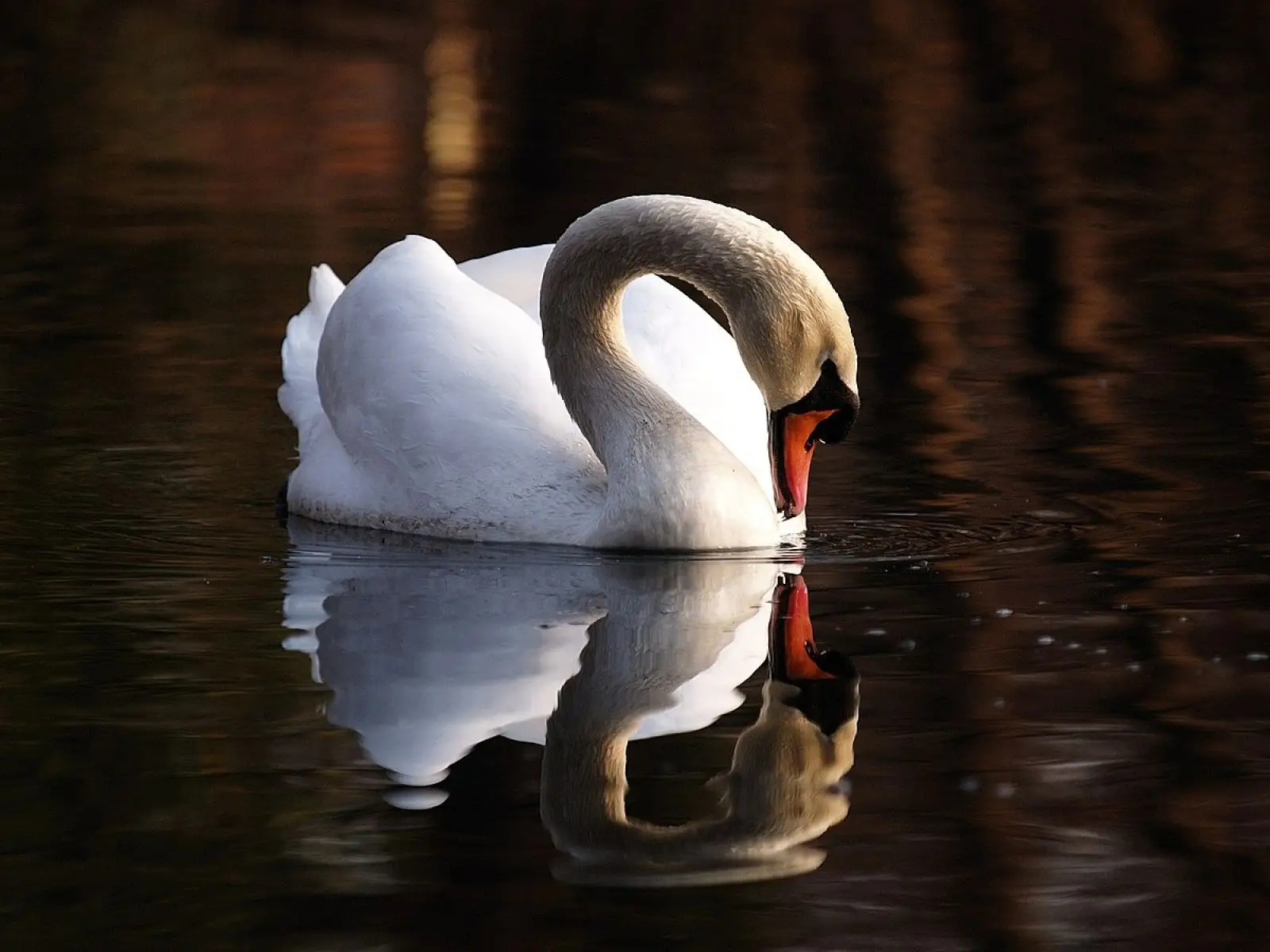 Mute-Swan 19