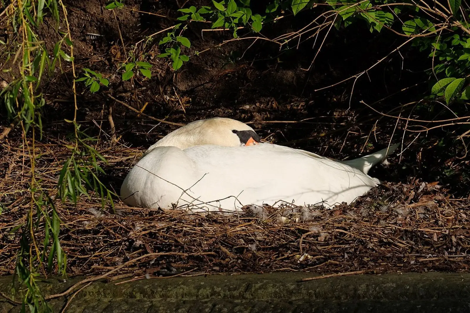 Mute-Swan 20