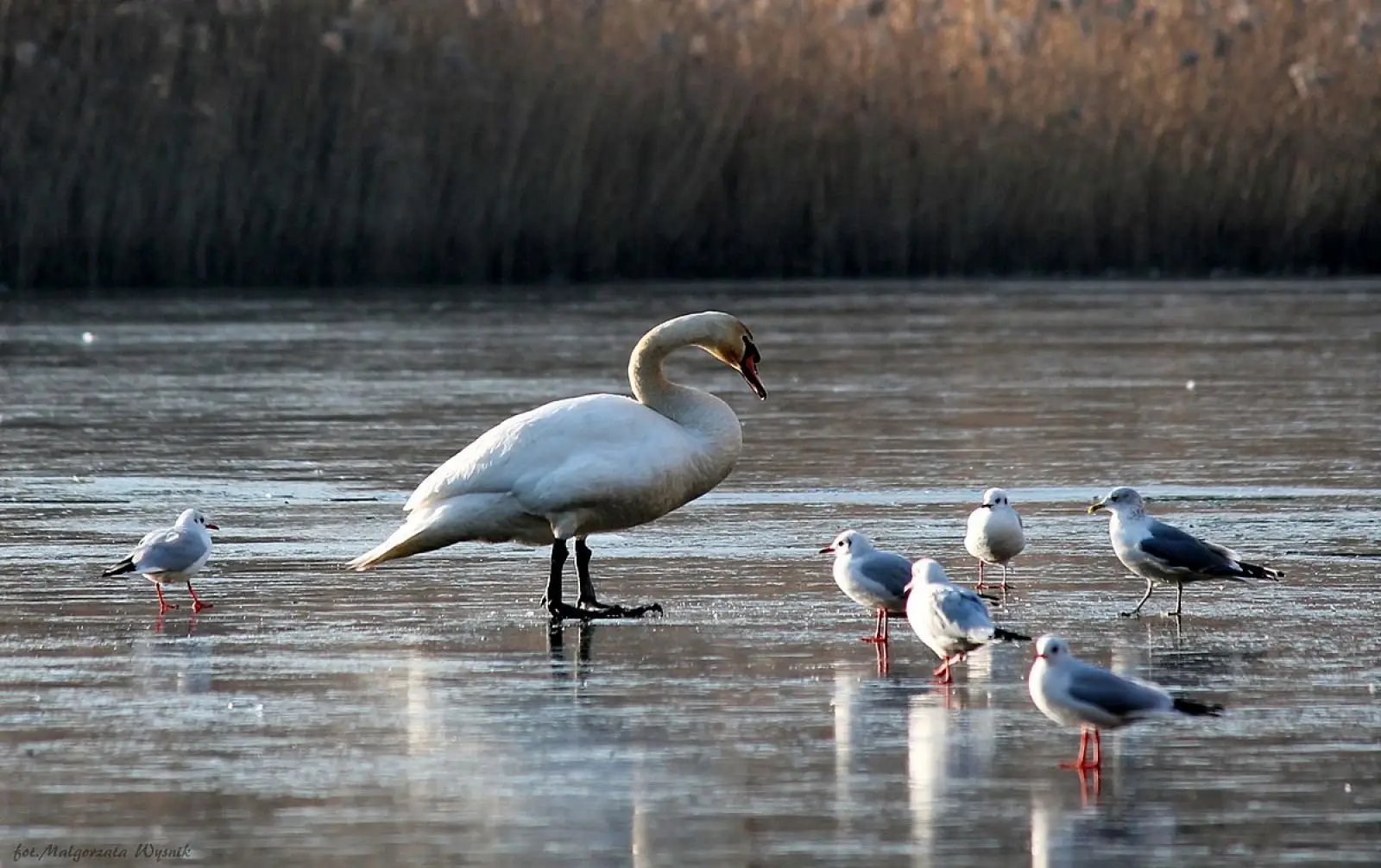 Mute-Swan 21