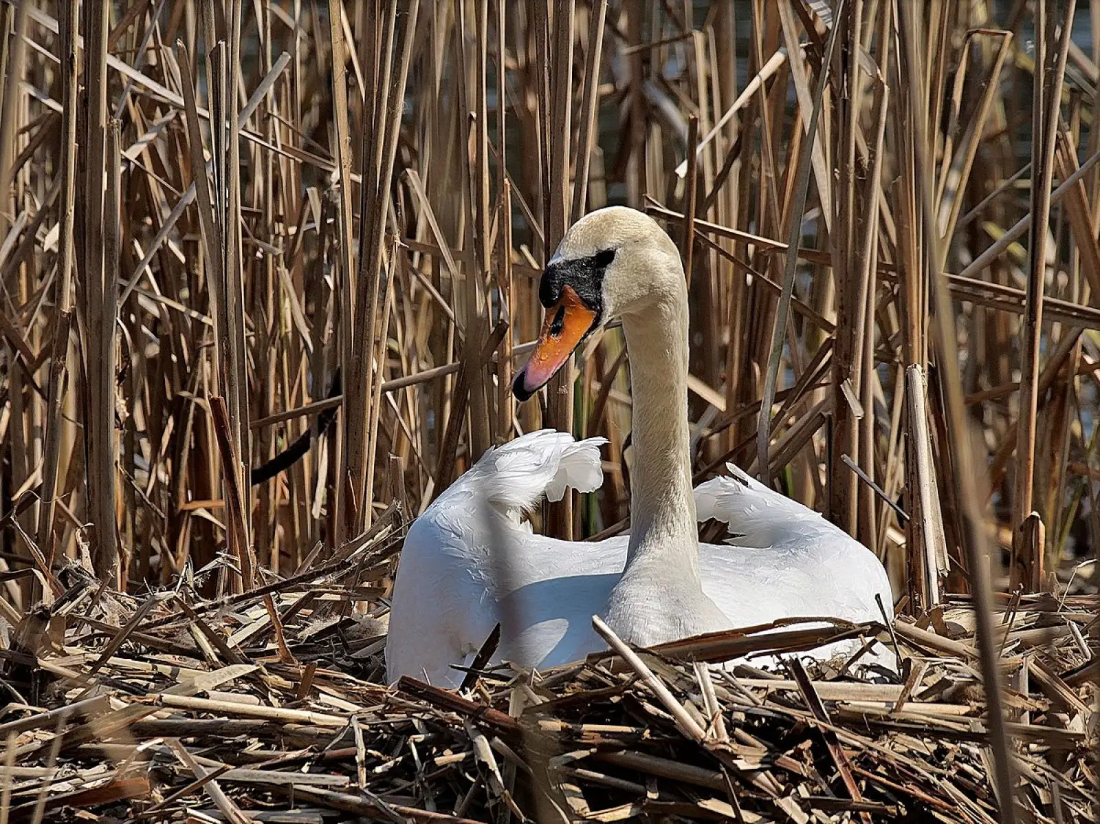 Mute-Swan 22