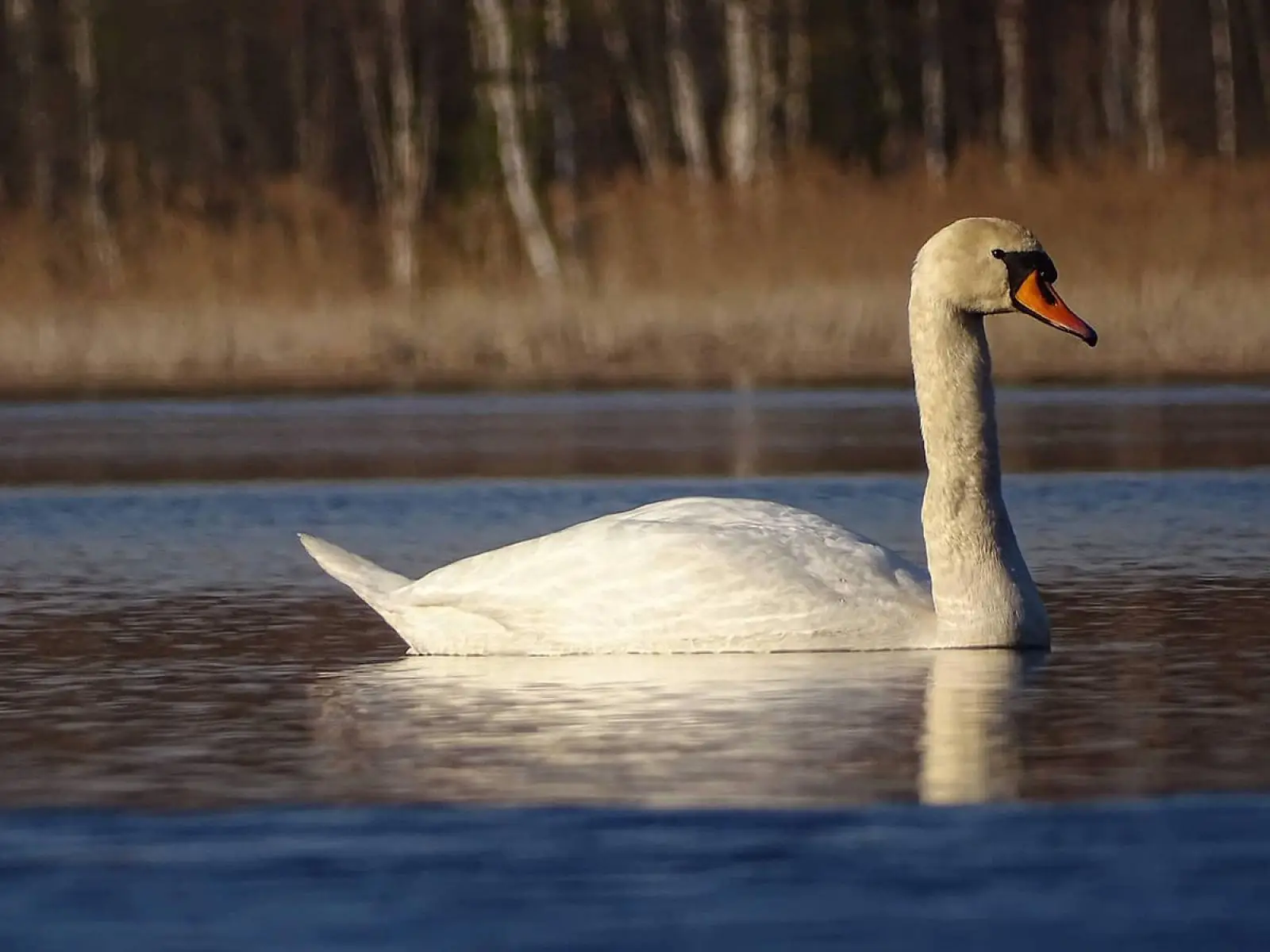 Mute-Swan 23
