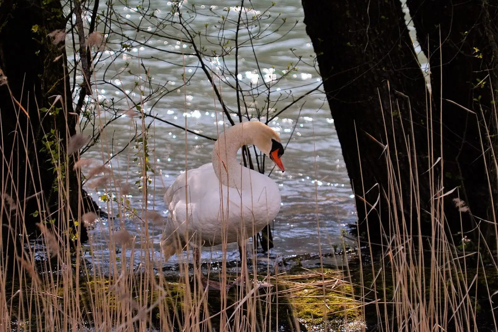 Mute-Swan 24