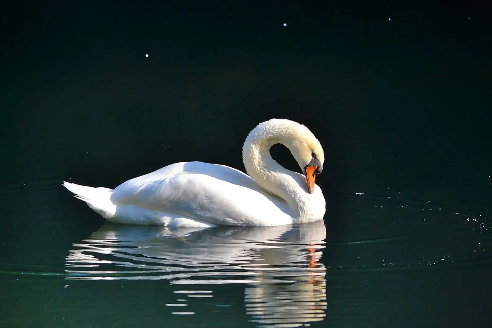 Mute-Swan 25