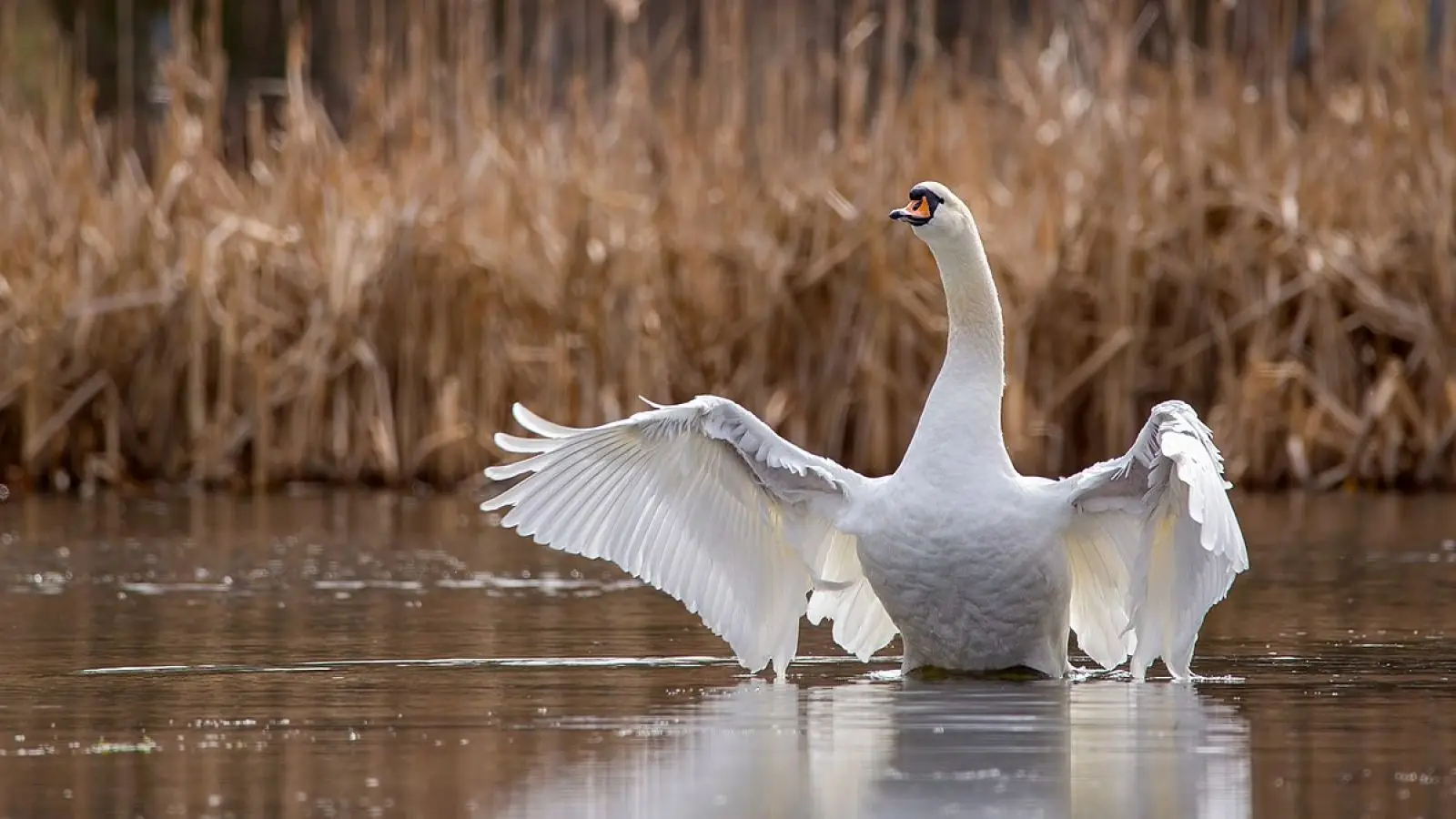 Mute-Swan 26