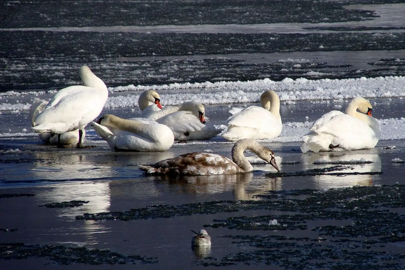 Mute-Swan 27