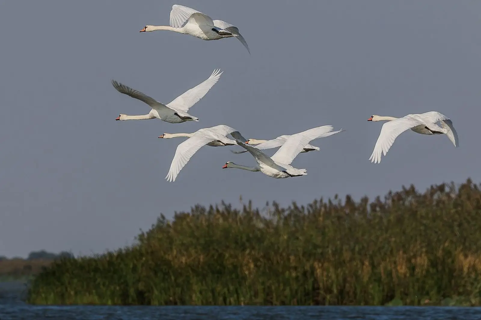 Mute-Swan 28