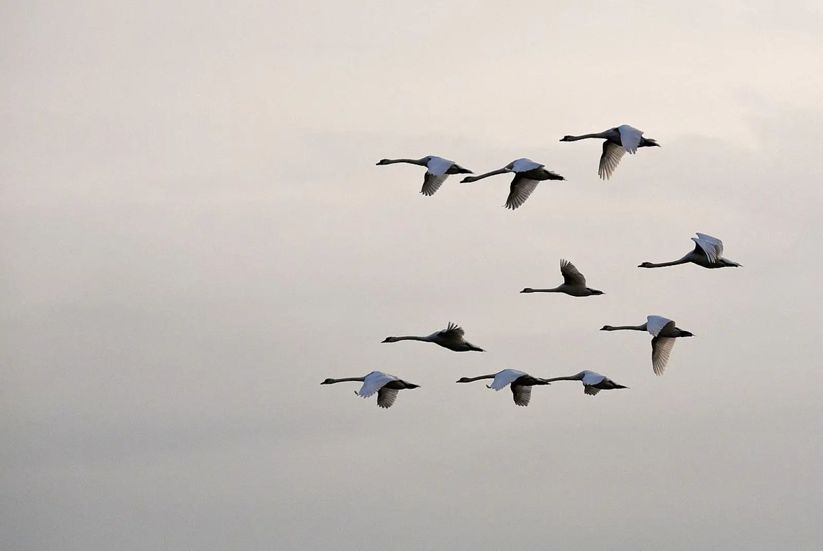 Mute-Swan 29