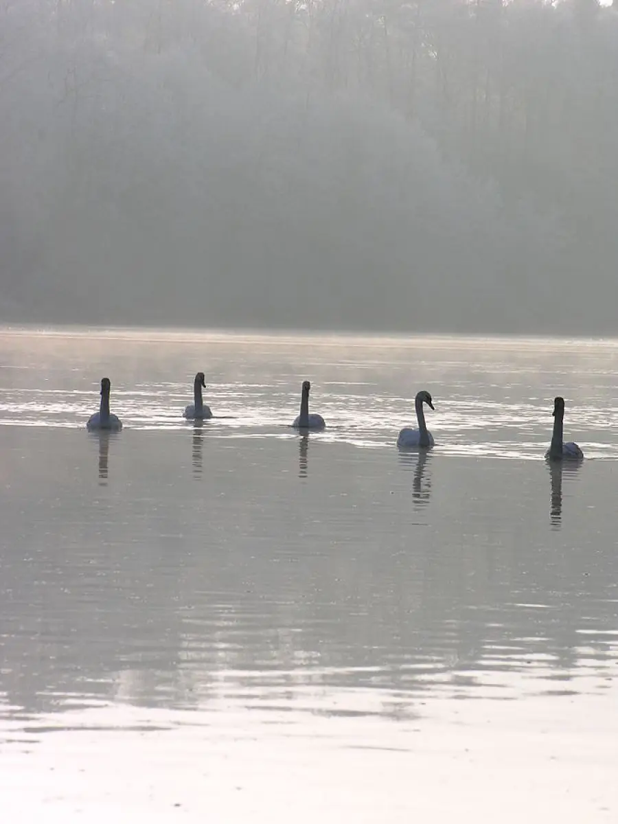 Mute-Swan 30