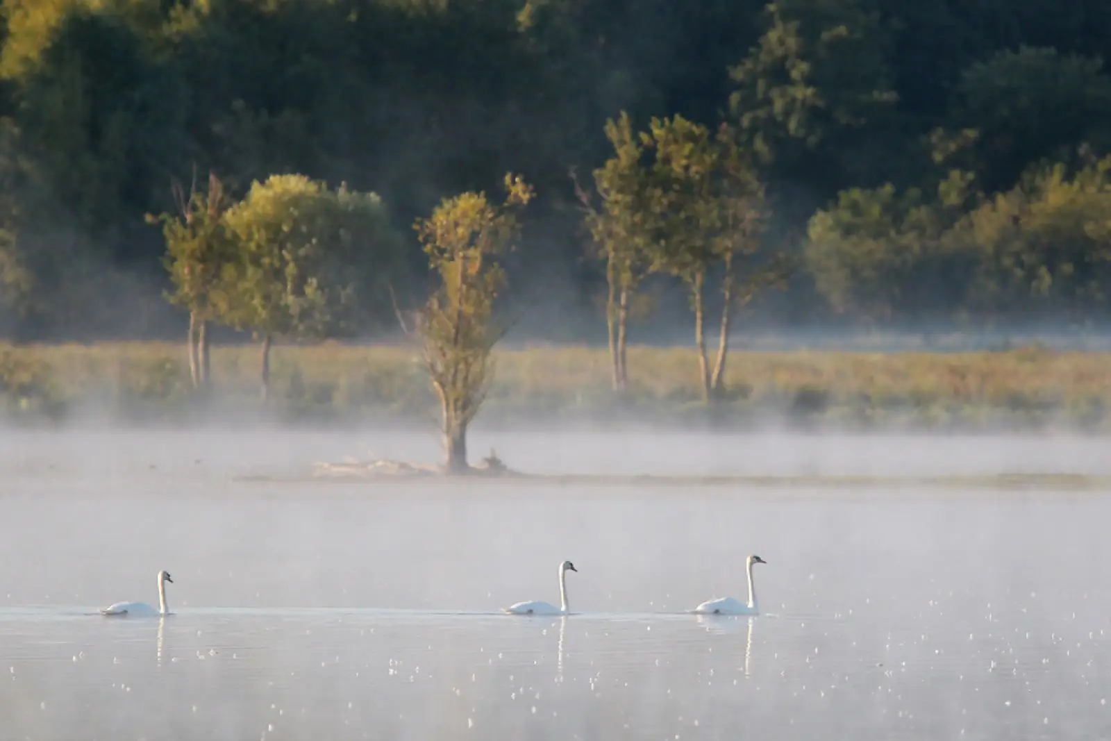 Mute-Swan 31
