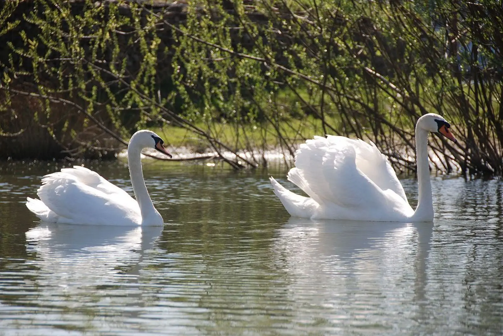 Mute-Swan 32