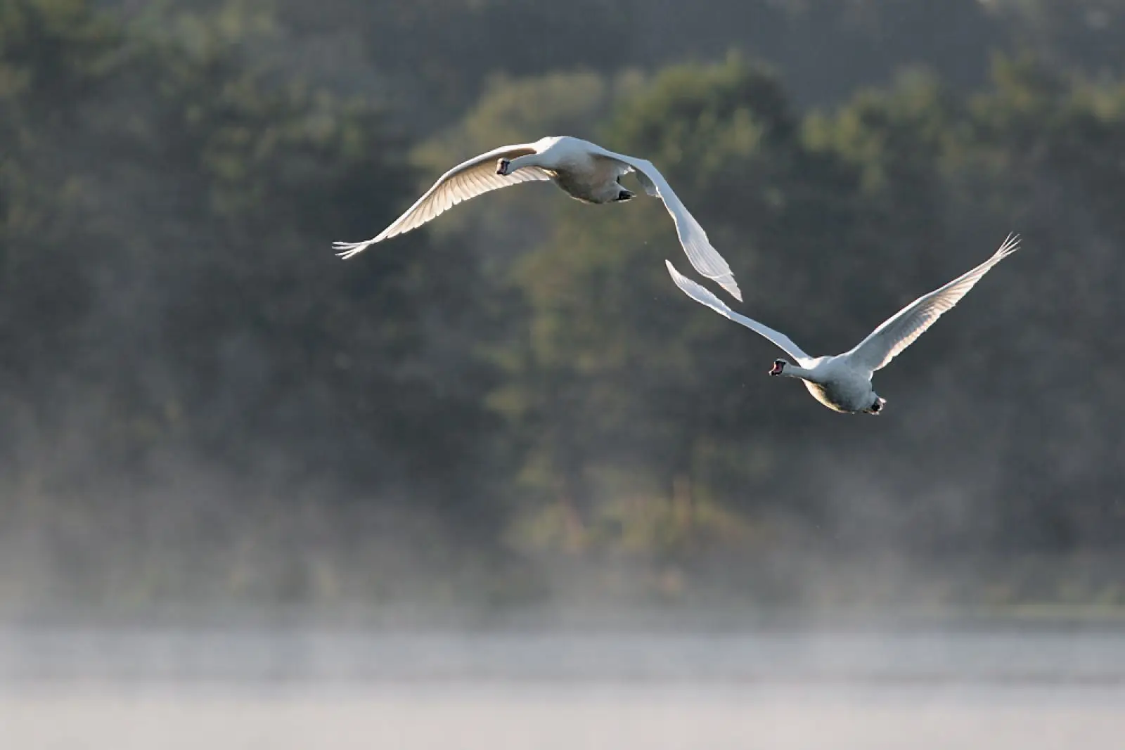 Mute-Swan 33