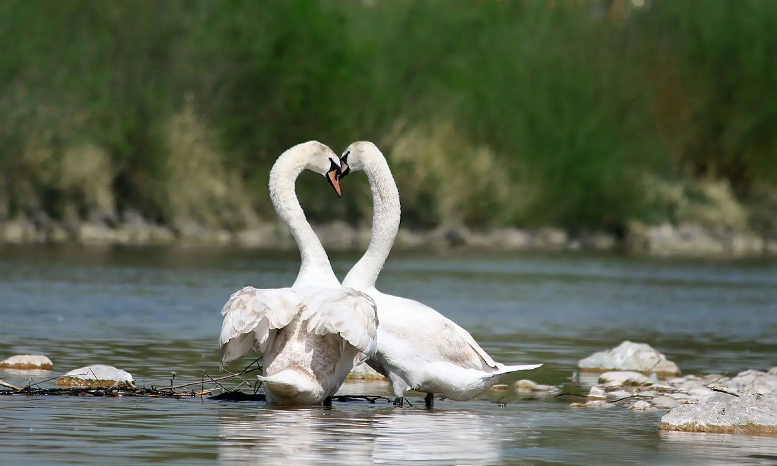 Mute-Swan 34