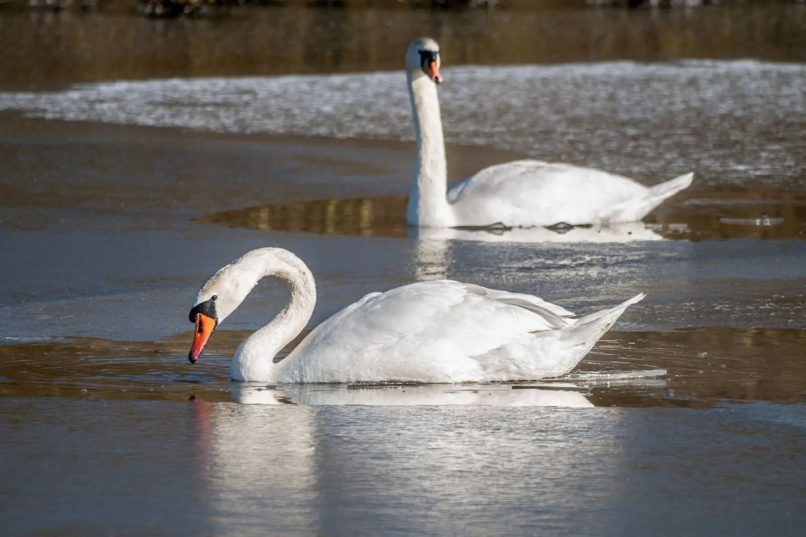 Mute-Swan 35