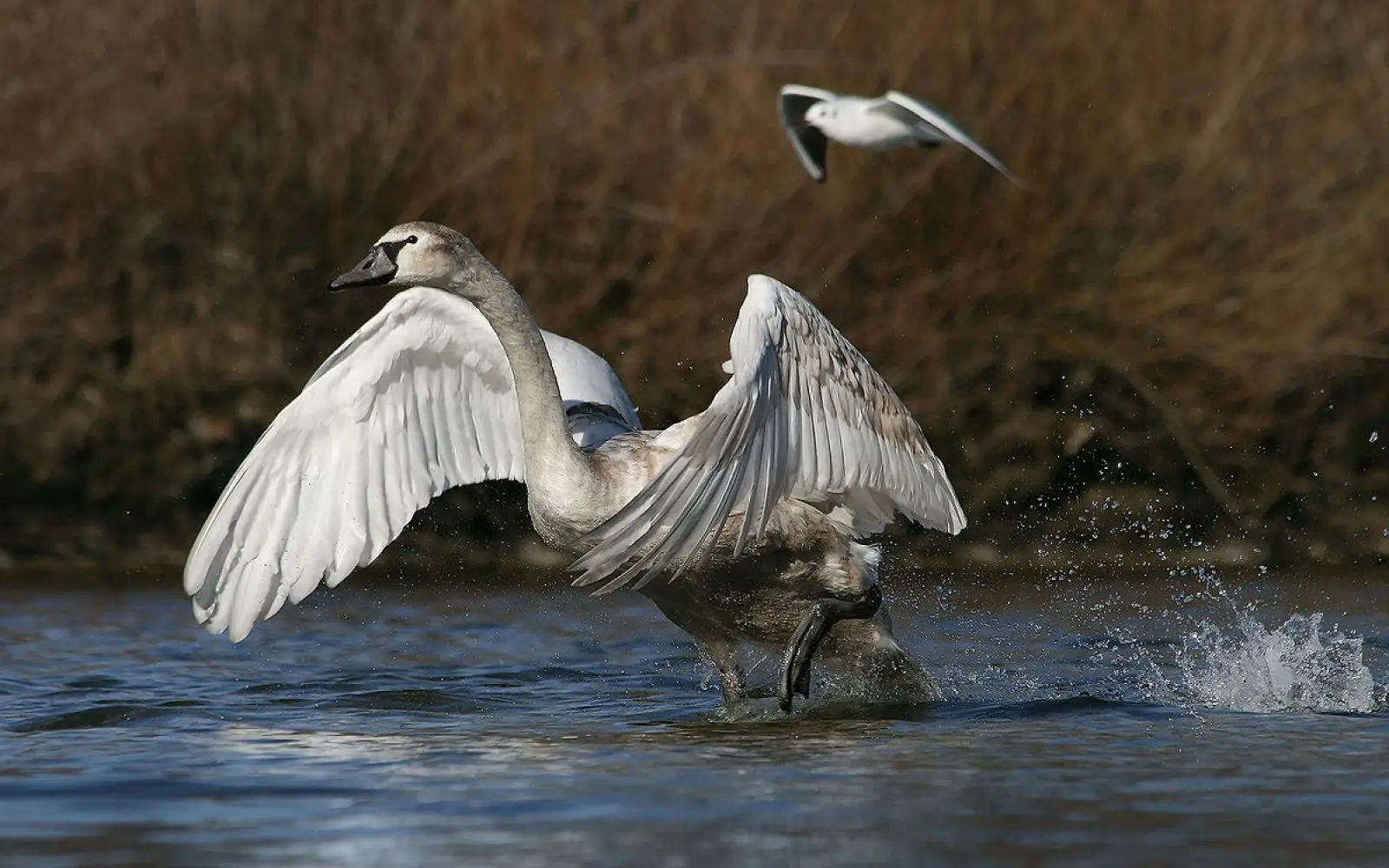 Mute-Swan 36