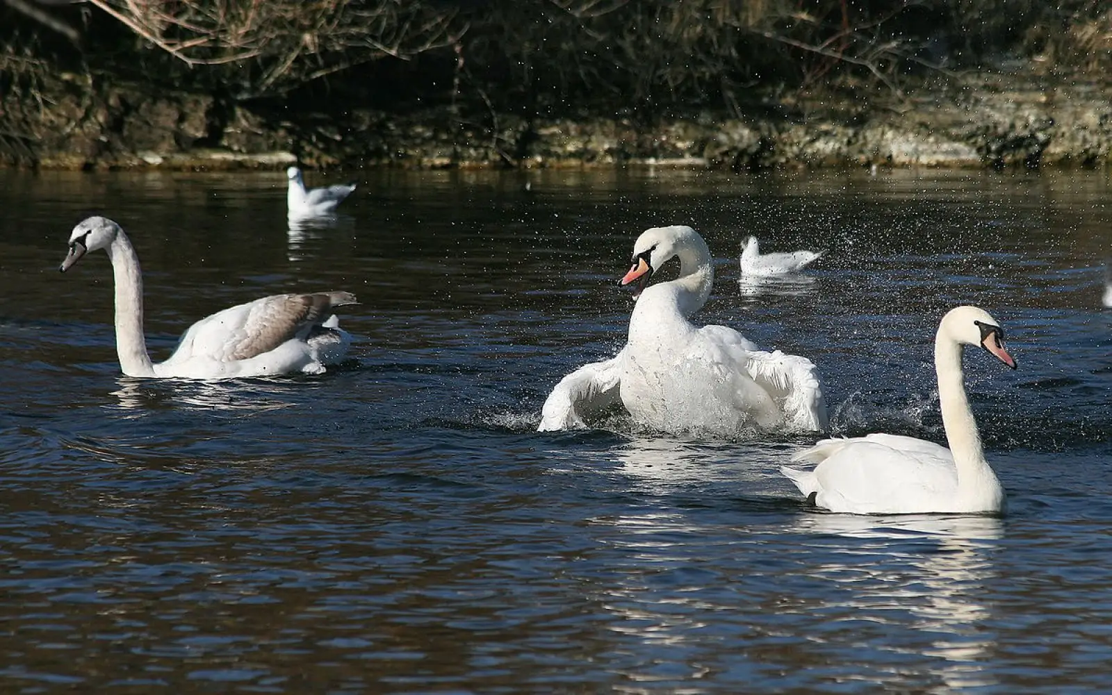 Mute-Swan 37