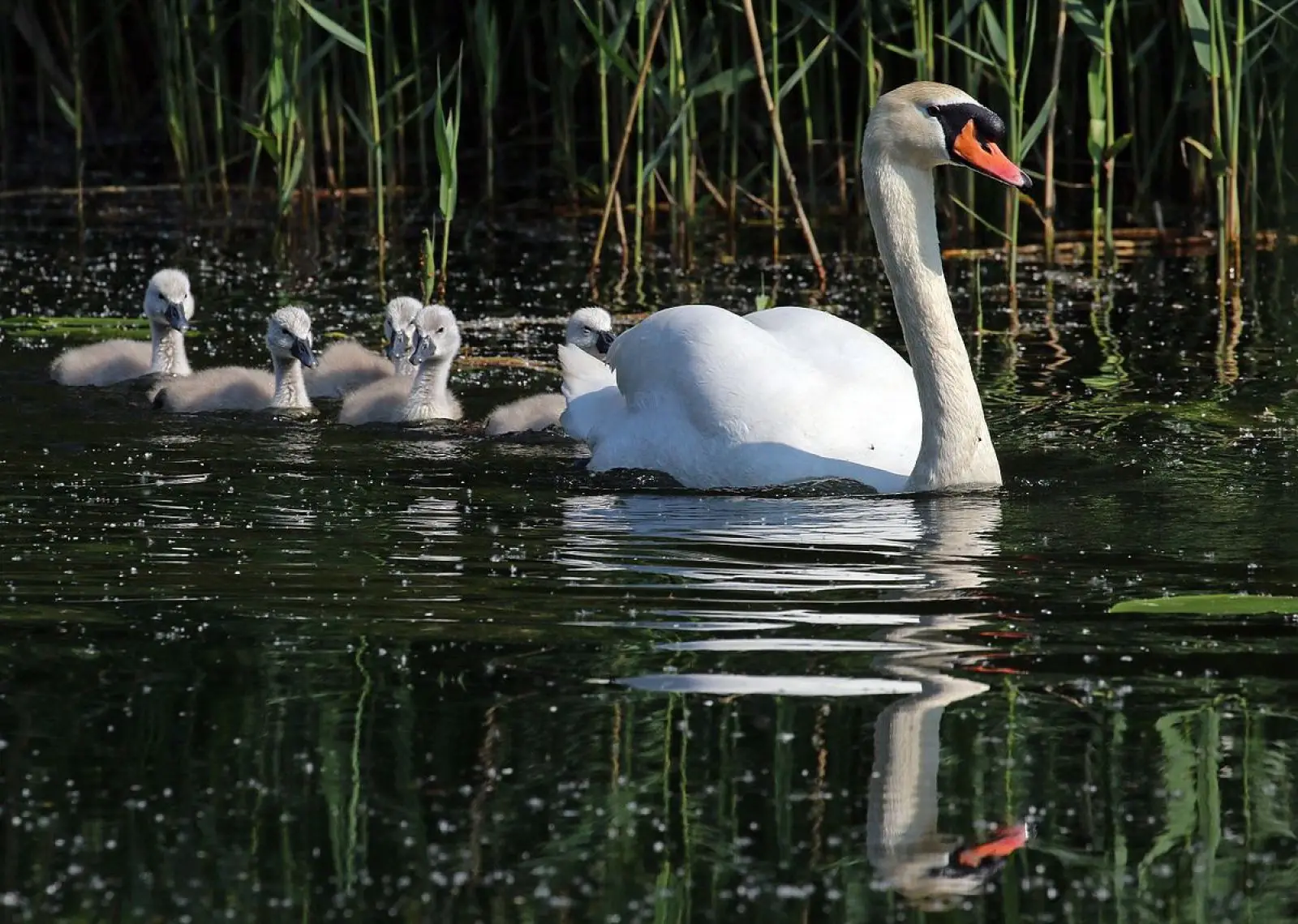 Mute-Swan 38
