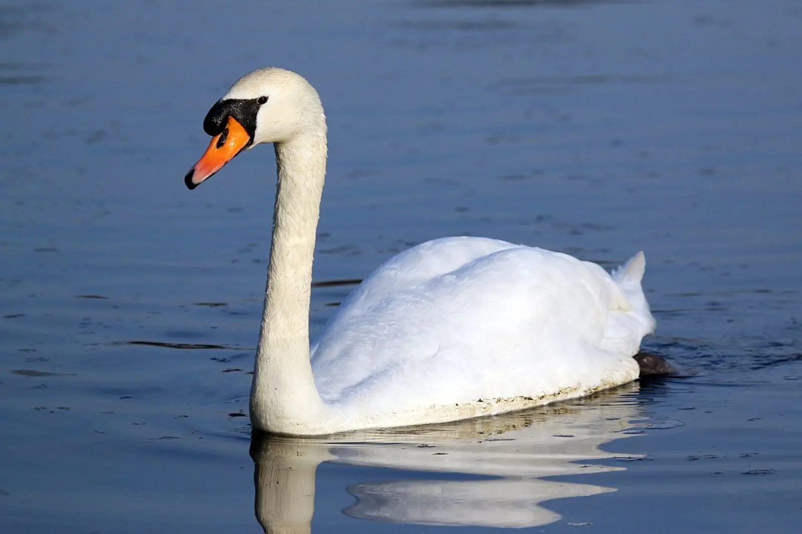 Mute-Swan 39