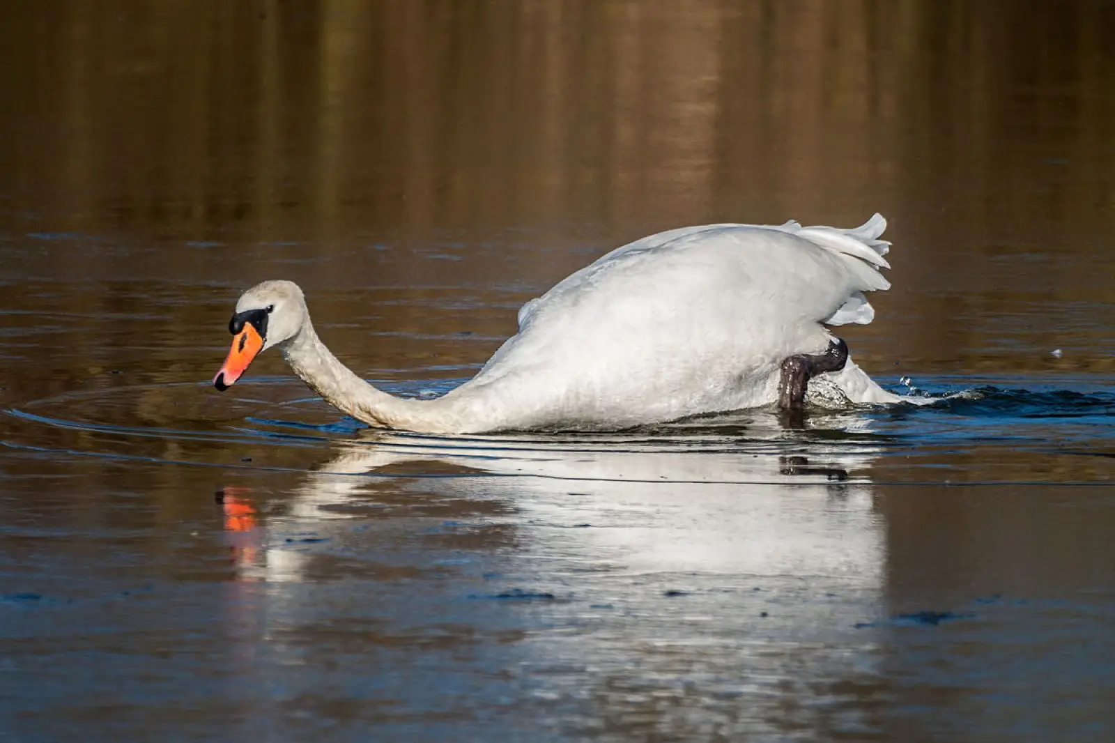 Mute-Swan 40