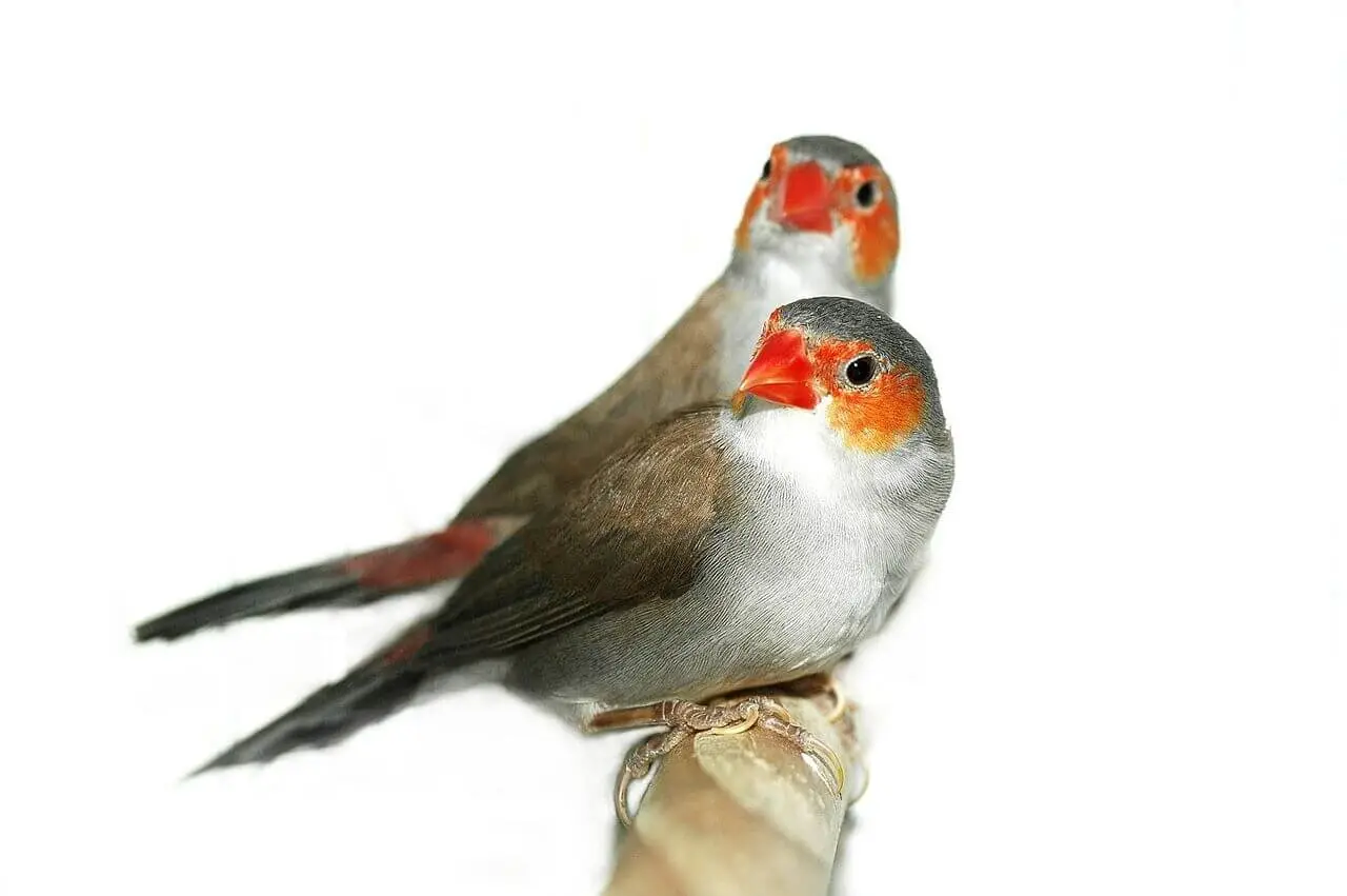 Orange-Cheeked-Waxbill 01