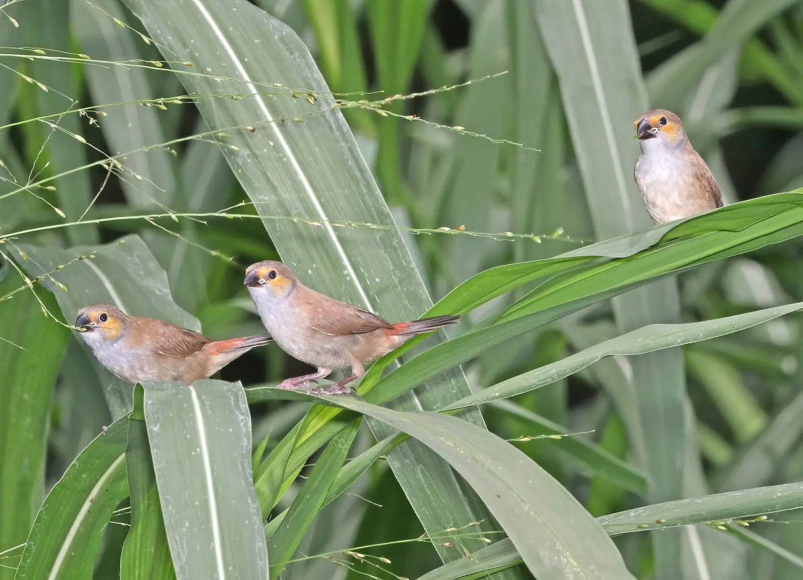 Orange-Cheeked-Waxbill 02