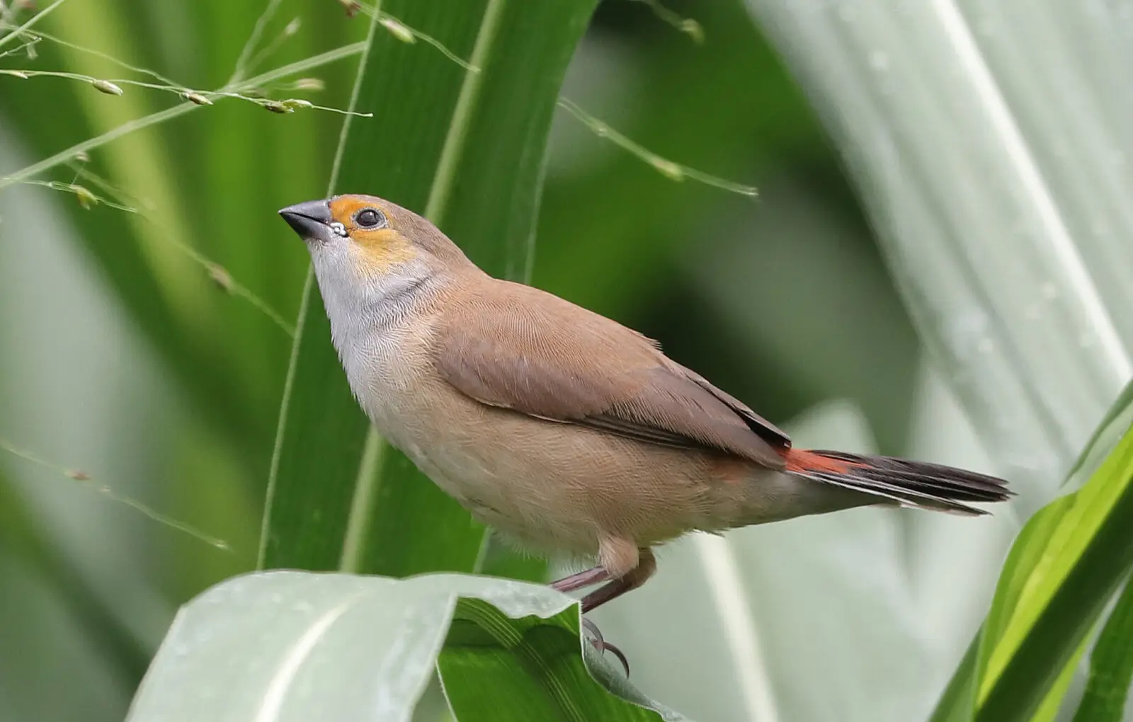 Orange-Cheeked-Waxbill 03