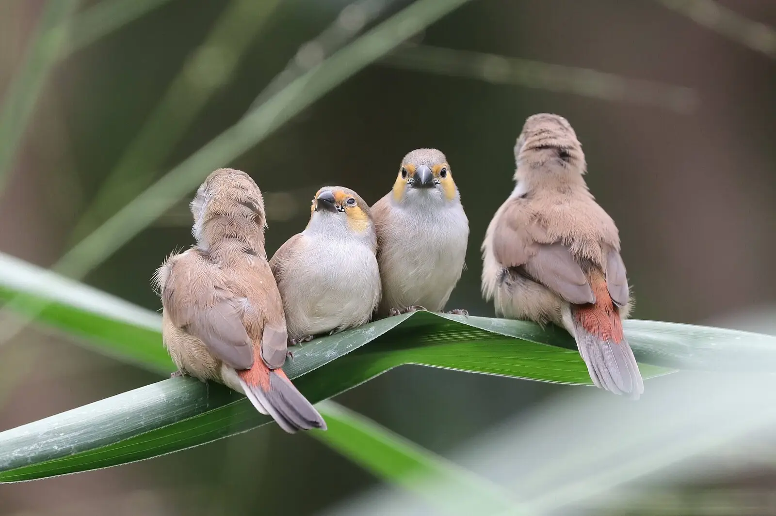 Orange-Cheeked-Waxbill 04