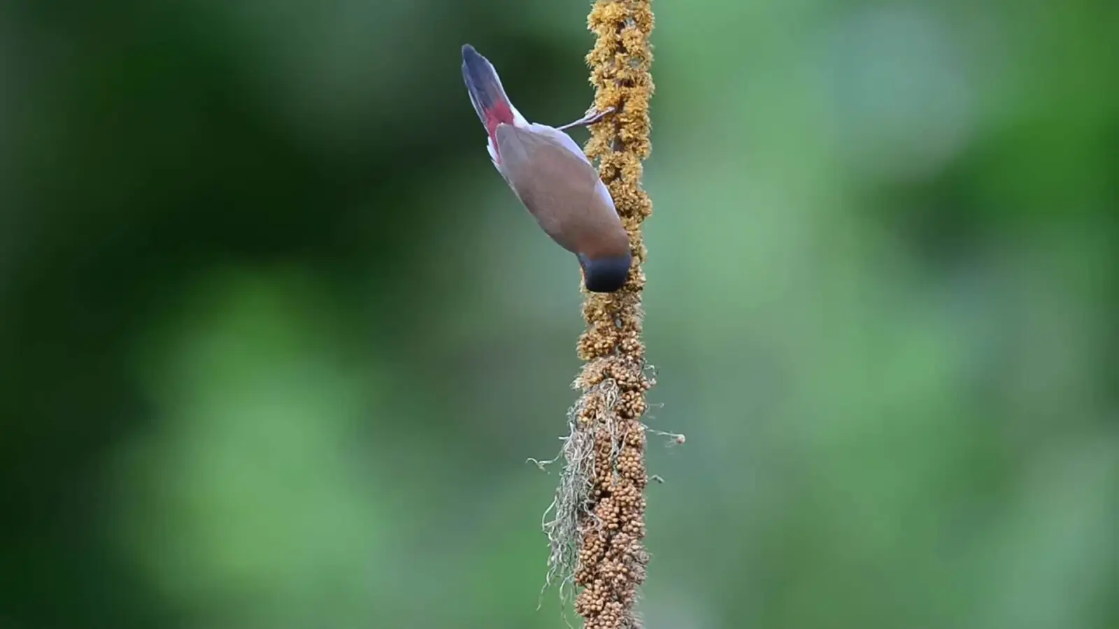 Orange-Cheeked-Waxbill 05