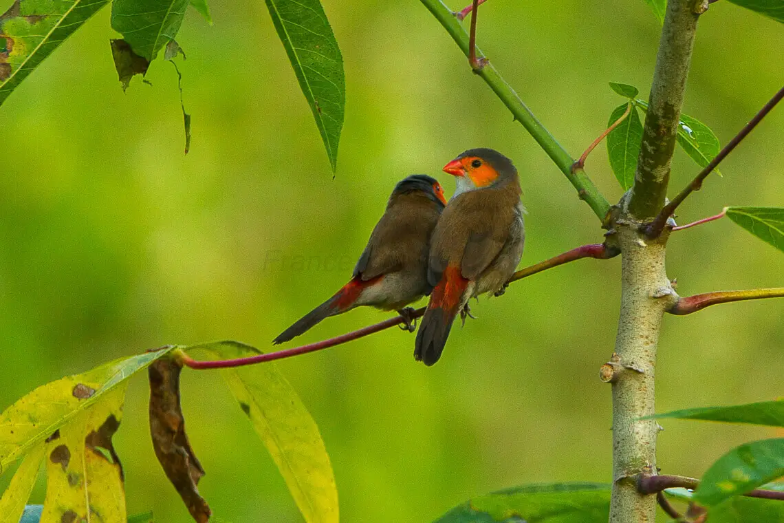 Orange-Cheeked-Waxbill 06