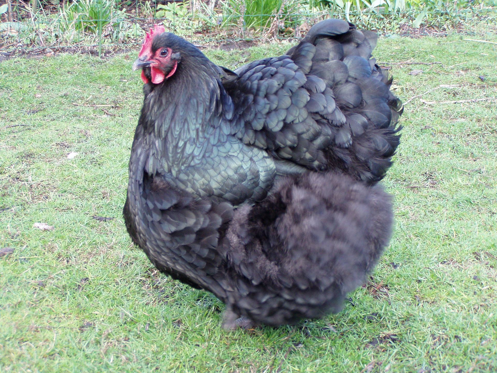 La Poule Orpington : une boule de plumes au service du jardin