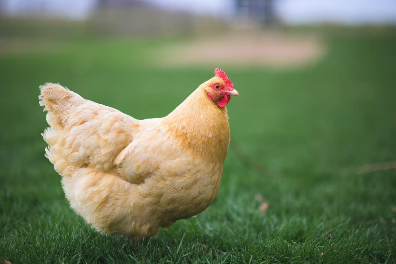 Poule Orpington