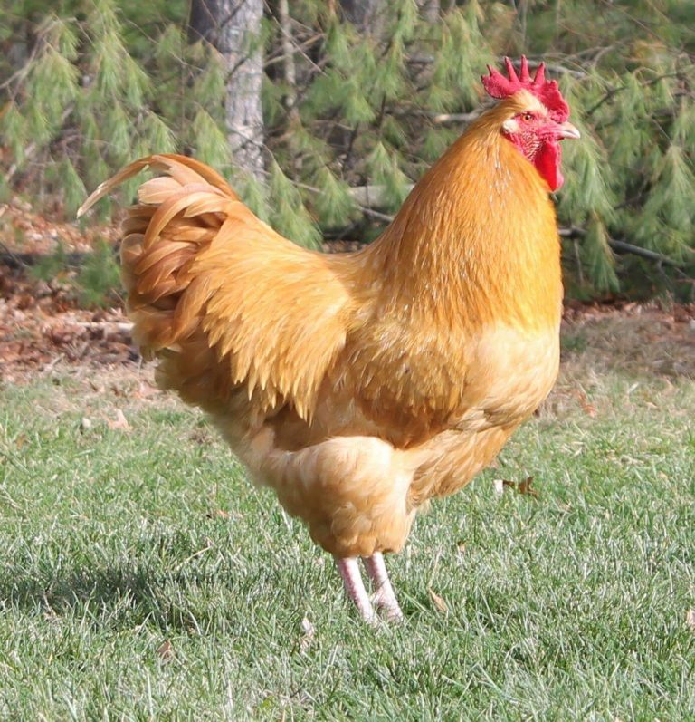 Poule Orpington