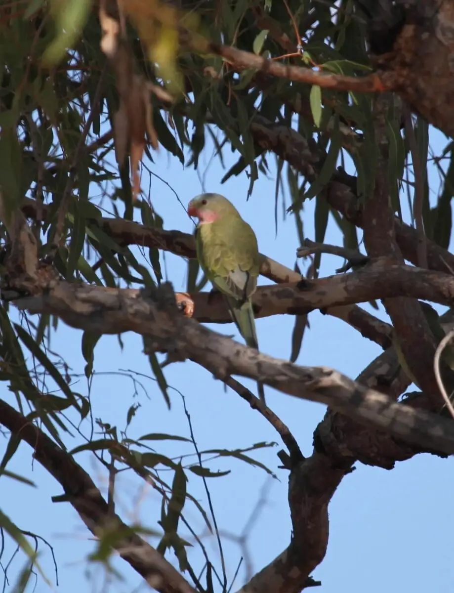 Princess-Parrot 01