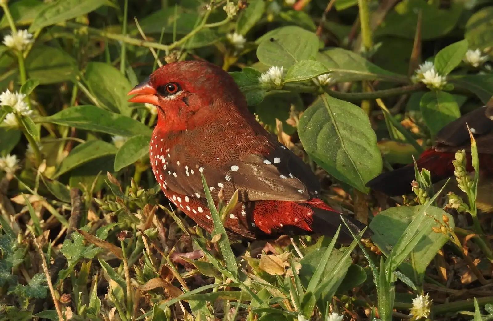 Le Bengali rouge : un joyau vif à observer
