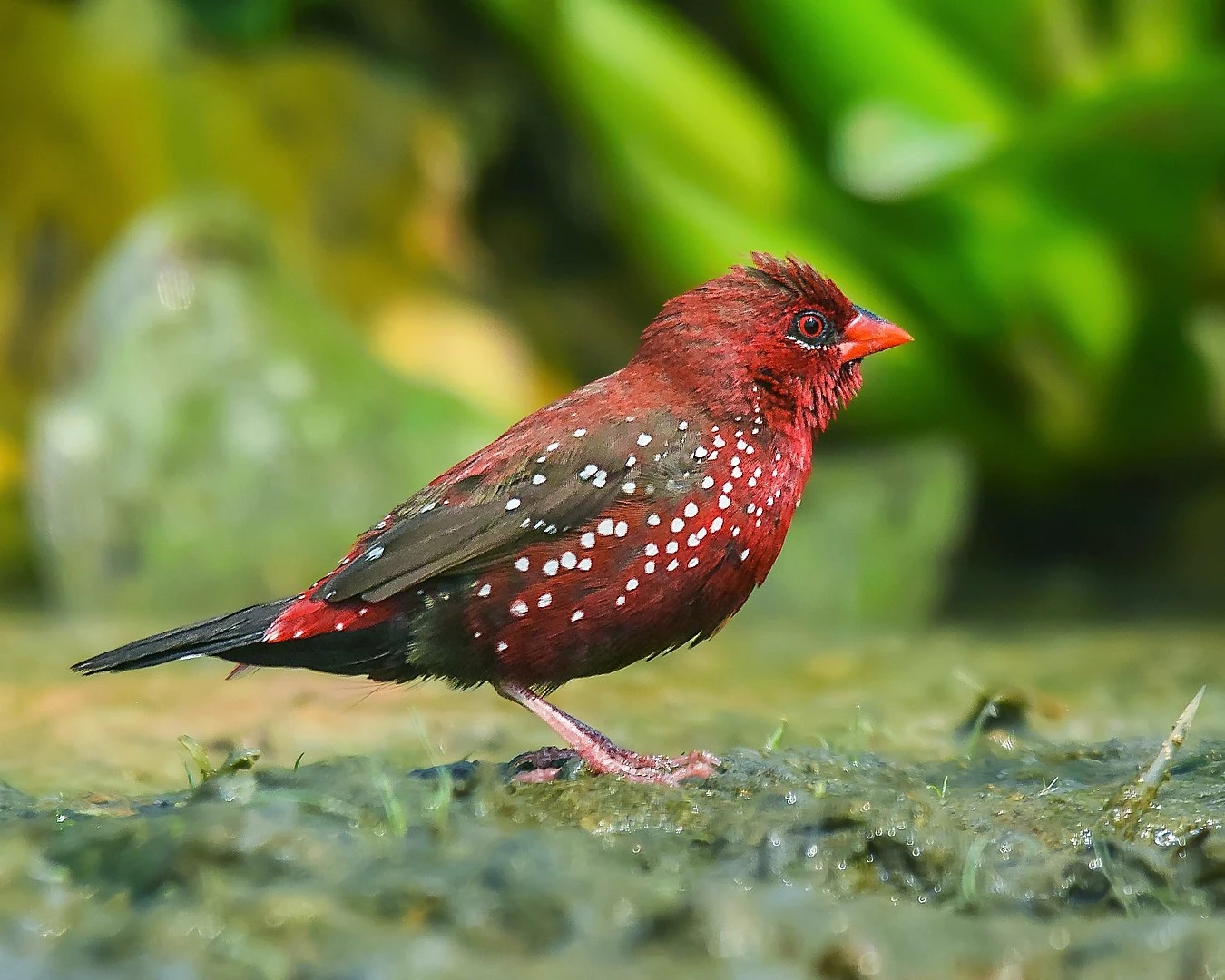 Bengali rouge