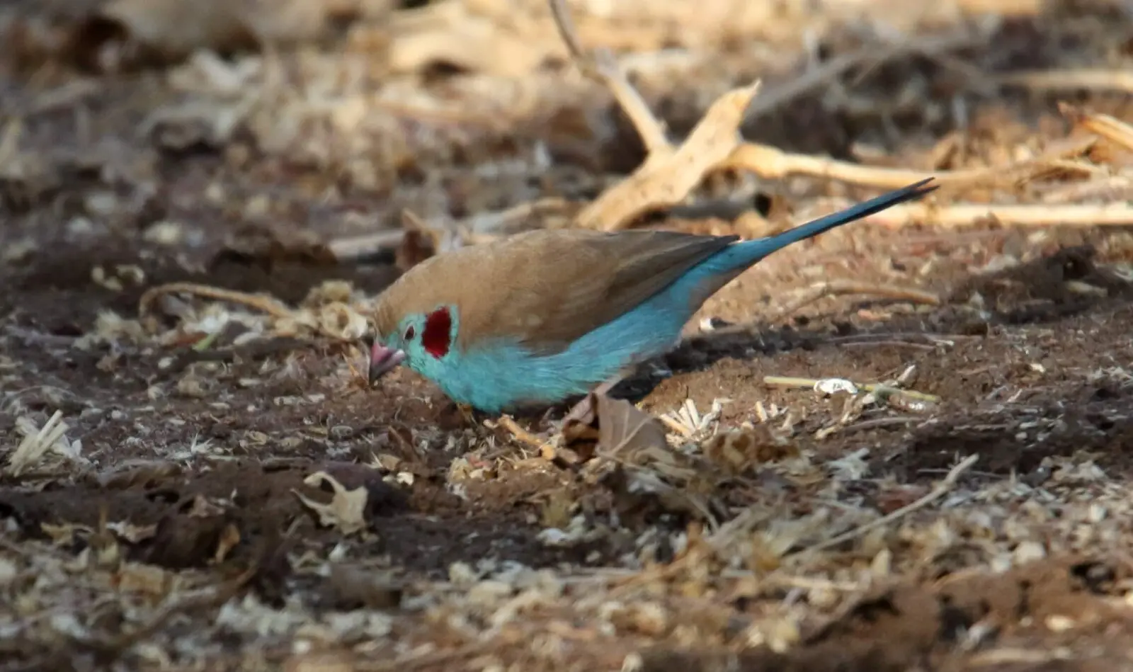 Red-Cheeked-Cordon-Bleu 01