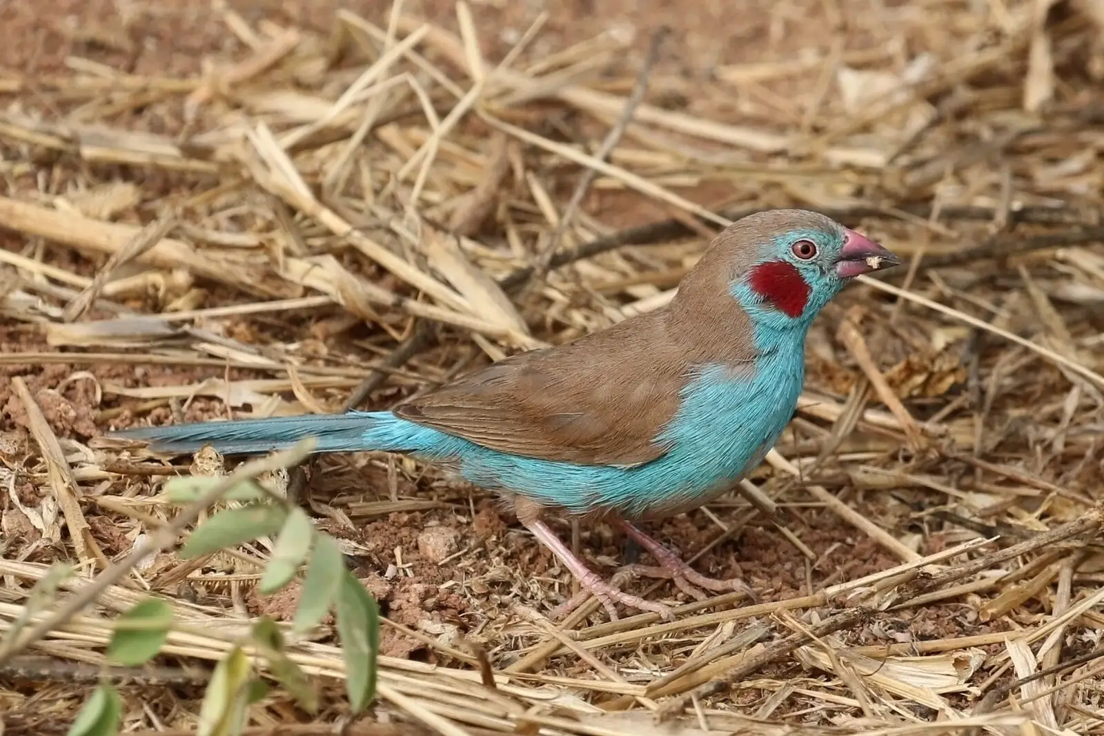 Red-Cheeked-Cordon-Bleu 02