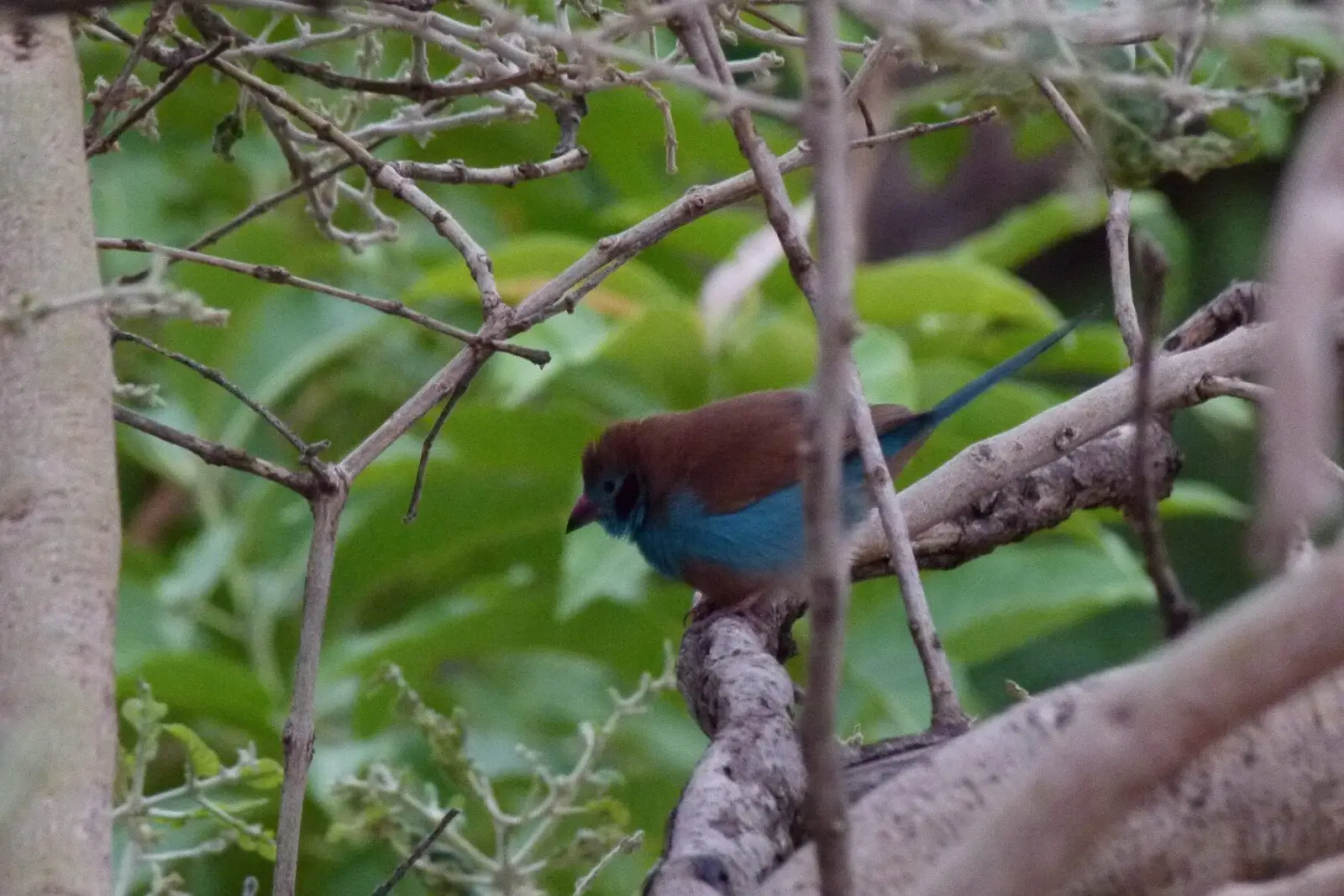 Red-Cheeked-Cordon-Bleu 03