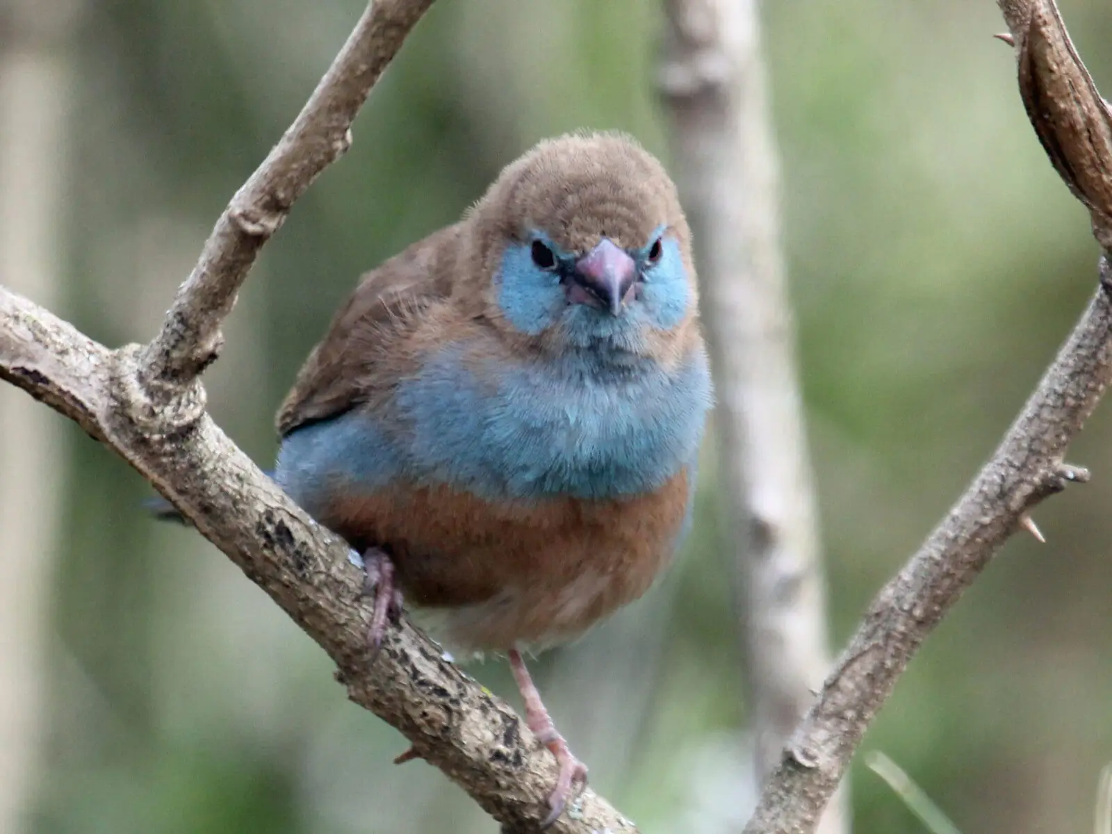 Red-Cheeked-Cordon-Bleu 04