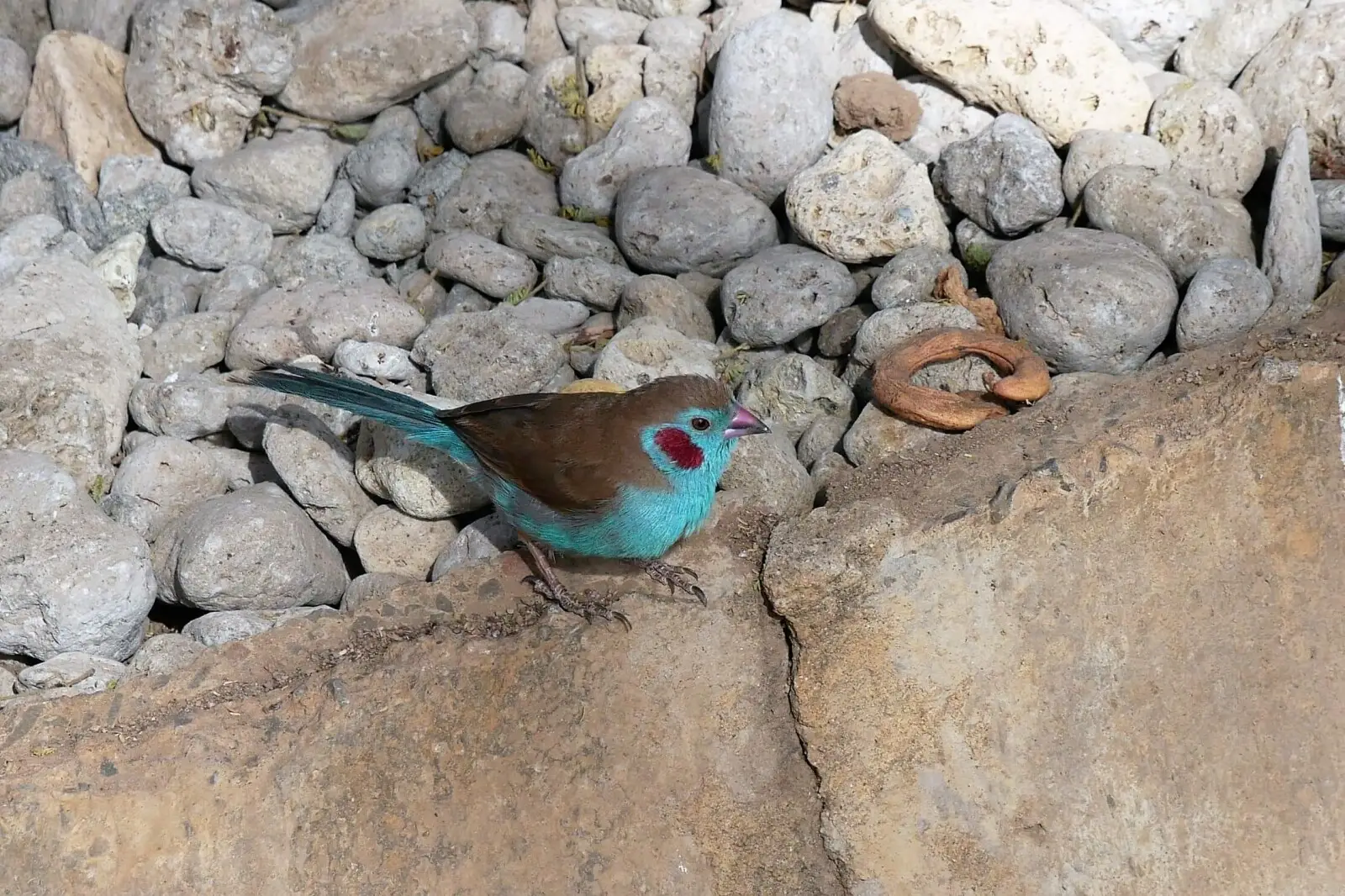 Red-Cheeked-Cordon-Bleu 05