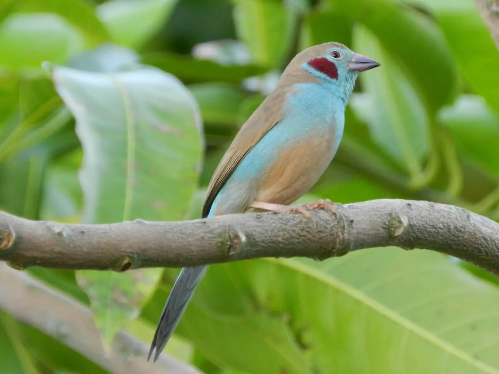 Red-Cheeked-Cordon-Bleu 06