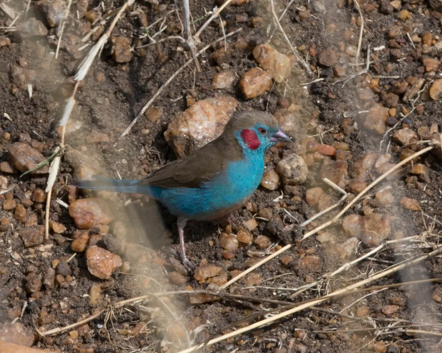 Red-Cheeked-Cordon-Bleu 07