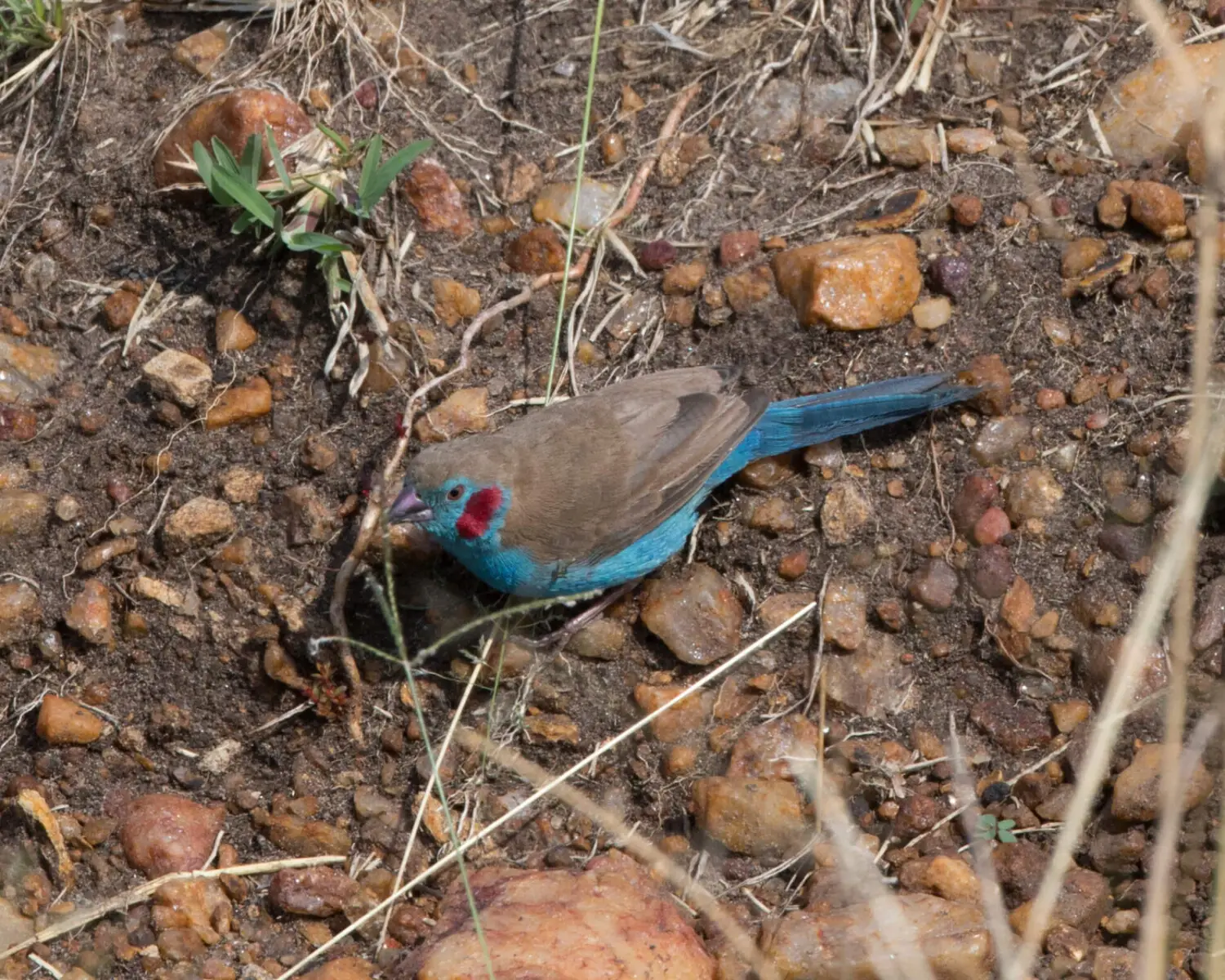Red-Cheeked-Cordon-Bleu 08