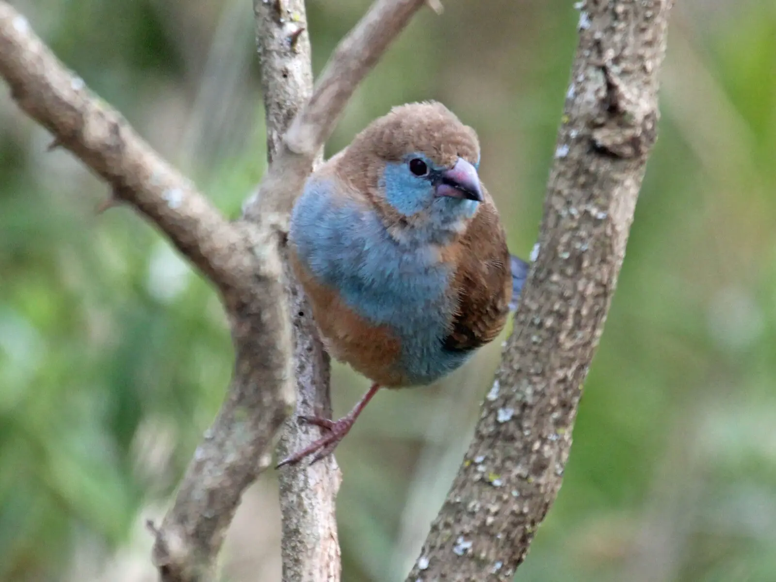 Red-Cheeked-Cordon-Bleu 09