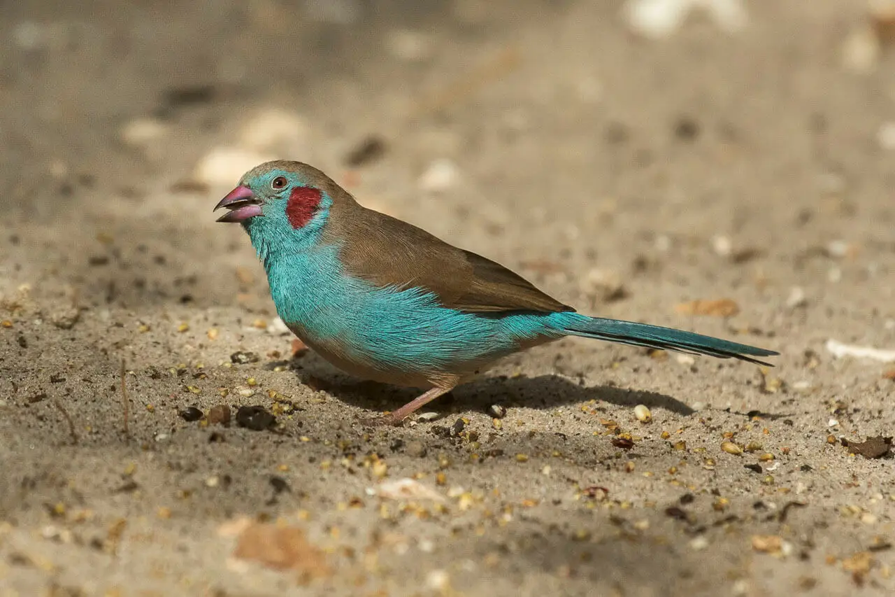 Red-Cheeked-Cordon-Bleu 10