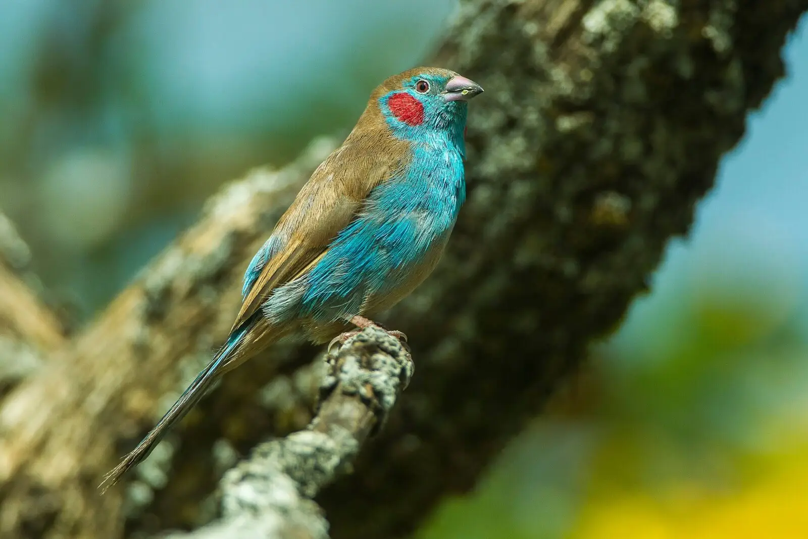 Red-Cheeked-Cordon-Bleu 11