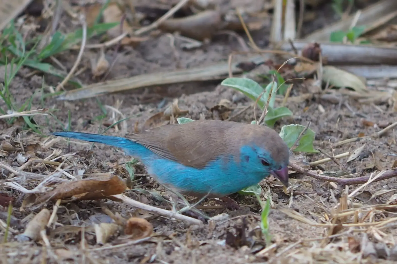 Red-Cheeked-Cordon-Bleu 12