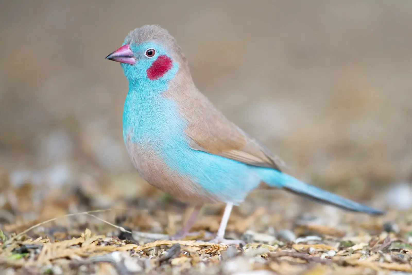 Red-Cheeked-Cordon-Bleu 13