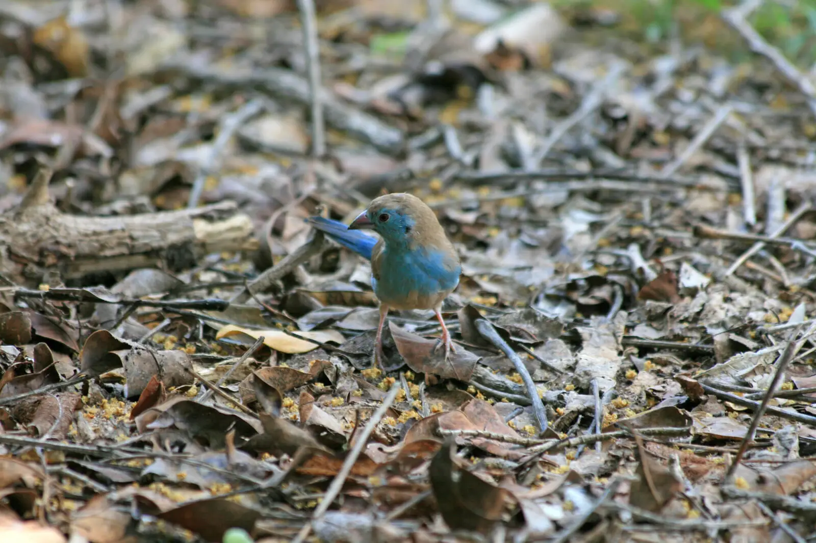 Red-Cheeked-Cordon-Bleu 14