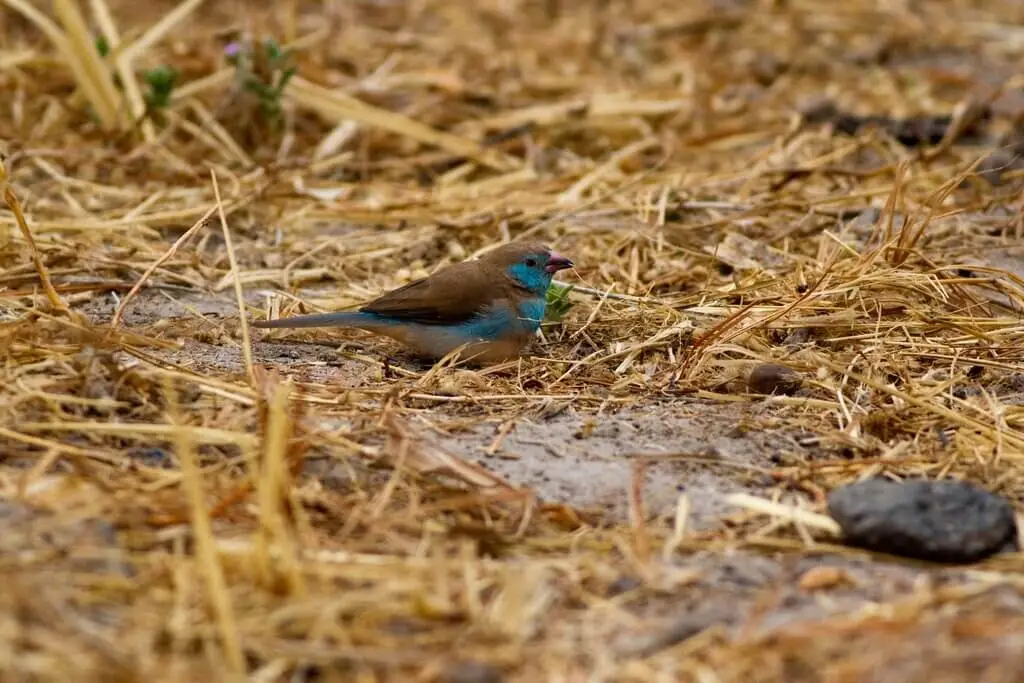 Red-Cheeked-Cordon-Bleu 15