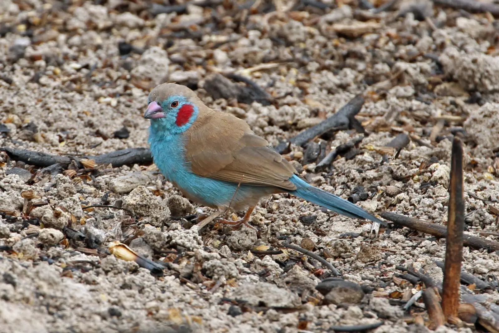 Red-Cheeked-Cordon-Bleu 16